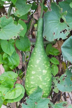Tayland 'da Calabash ya da Cucurbitaceae bitkisi (Lagenaria Siceraria)