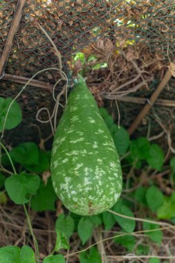 Tayland 'da Calabash ya da Cucurbitaceae bitkisi (Lagenaria Siceraria)