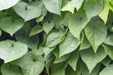 Tayland 'da Calabash ya da Cucurbitaceae bitkisi (Lagenaria Siceraria)