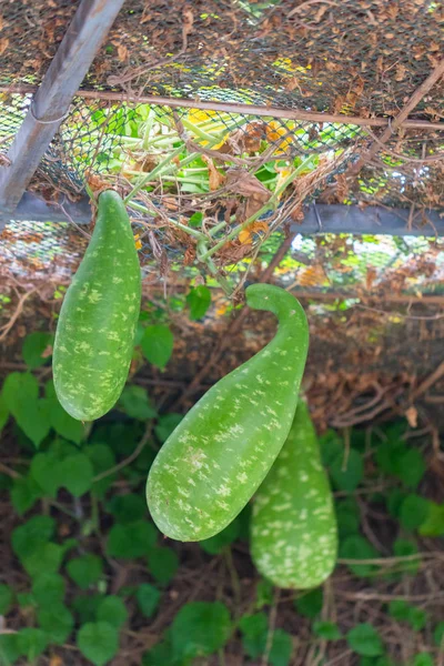 Calabash eller Cucurbitaceae växt (Lagenaria Siceraria) i Thailand — Stockfoto