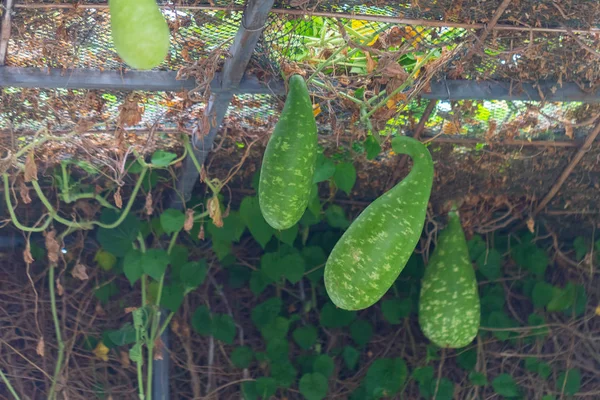 Plante de Calabash ou Cucurbitaceae (Lagenaria Siceraria) en Thaïlande — Photo