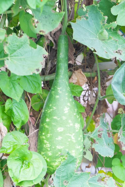 Calabash or Cucurbitaceae plant (Lagenaria Siceraria) at Thailand — Stock Photo, Image