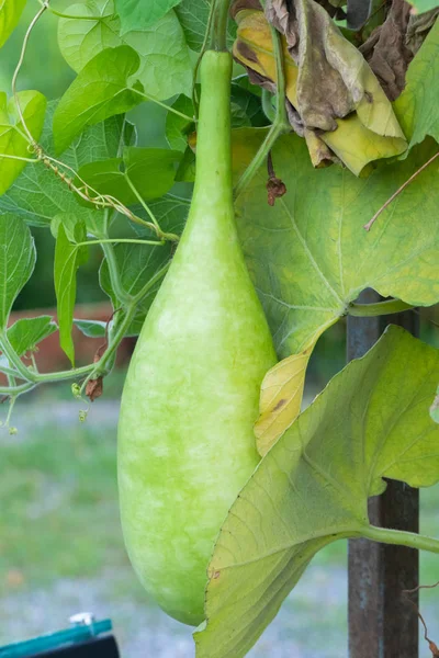 Plante de Calabash ou Cucurbitaceae (Lagenaria Siceraria) en Thaïlande — Photo