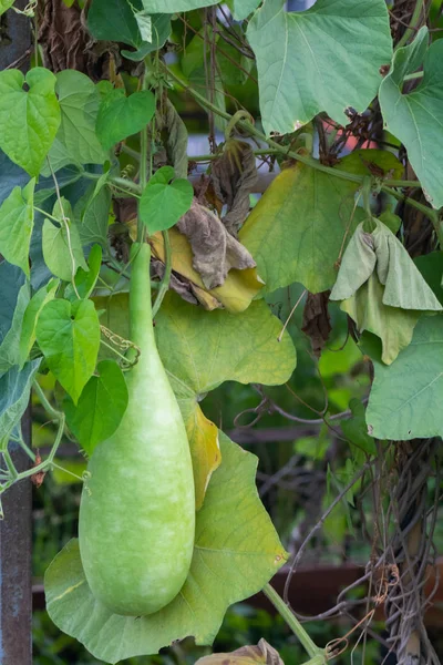 タイのカラバッシュまたはキュウリ科植物(ラゲナリア・シケリア) — ストック写真