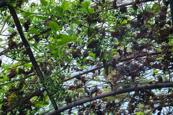 Calabash vagy Cucurbitaceae növény (Lagenaria Siceraria) Thaiföldön — Stock Fotó