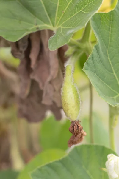 Plante de Calabash ou Cucurbitaceae (Lagenaria Siceraria) en Thaïlande — Photo