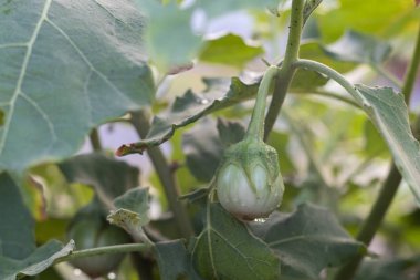 Tayland yumurtası bitkisi ya da bahçede solanum virginianum