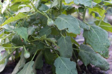 Tayland yumurtası bitkisi ya da bahçede solanum virginianum