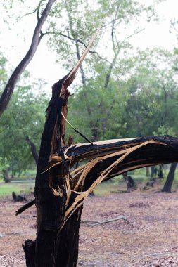 Tayland 'daki şiddetli fırtınadan sonra kırık ağaç devrildi.