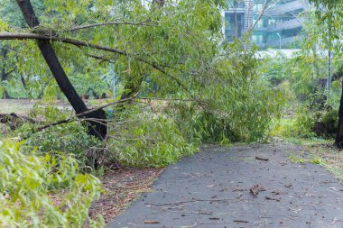 Tayland 'daki şiddetli fırtınadan sonra kırık ağaç devrildi.