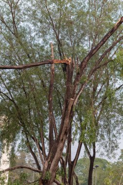 Tayland 'daki şiddetli fırtınadan sonra kırık ağaç devrildi.