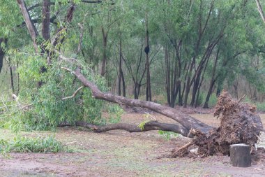 Tayland 'daki şiddetli fırtınadan sonra kırık ağaç devrildi.