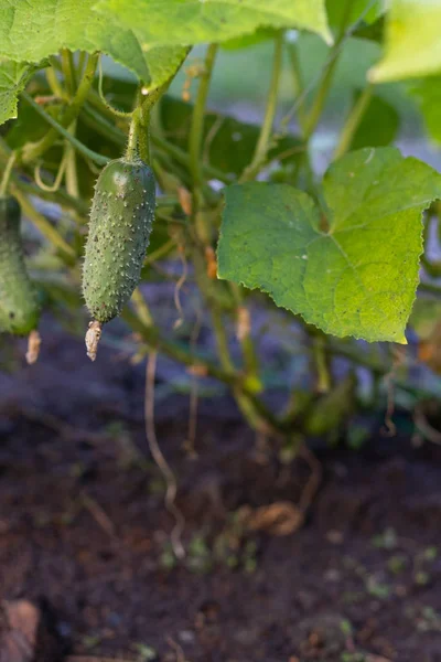 庭のキュウリ(Cucumis sativus)のクローズアップ — ストック写真