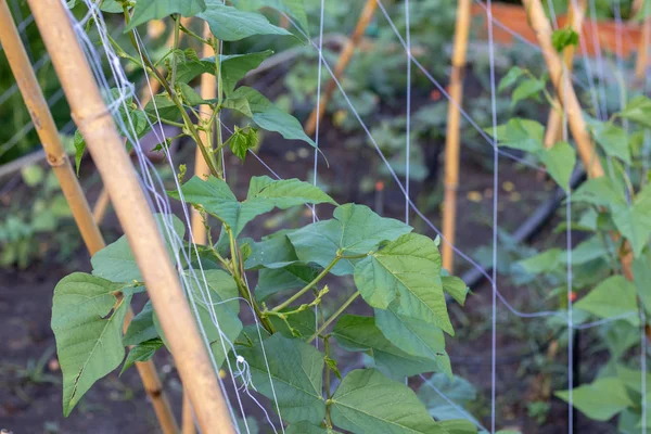 The winged bean (Psophocarpus tetragonolobus) at the garden — Stock Photo, Image