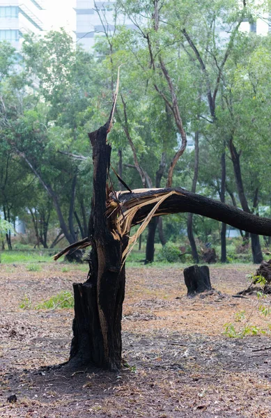 broken tree fall down after heavy storm at Thailand