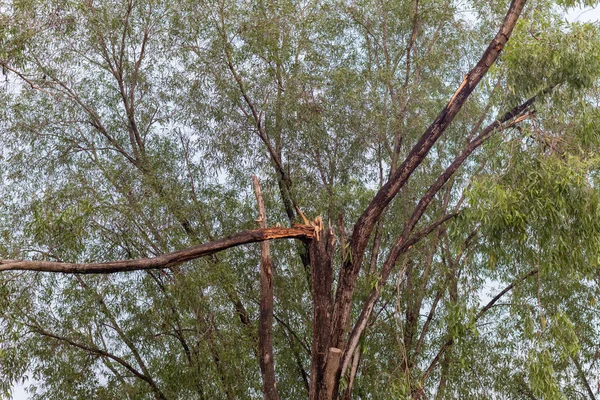 Polámaný strom spadl po silné bouři v Thajsku — Stock fotografie