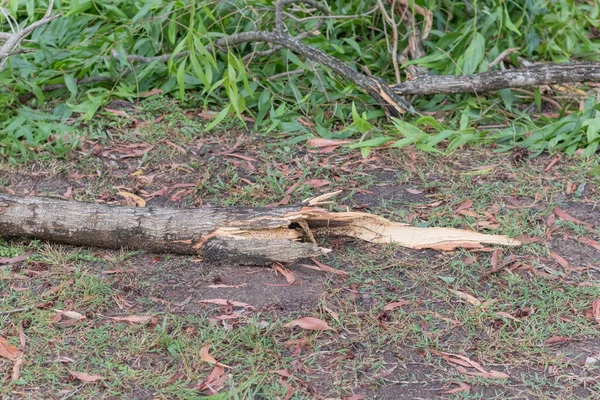 Árvore quebrada cair após forte tempestade na Tailândia — Fotografia de Stock