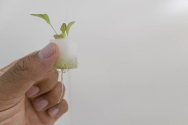 El ele tutuşan Yeşil Meşe Marul Hidrofonik