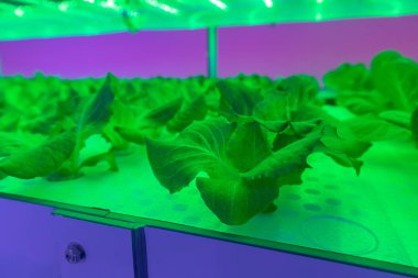 Yeşil Meşe Marul Hidrofonik ve Led Light