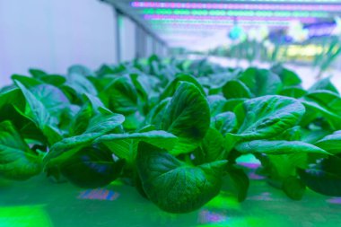 Yeşil Meşe Marul Hidrofonik ve Led Light