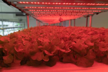 Yeşil Meşe Marul Hidrofonik ve Led Light