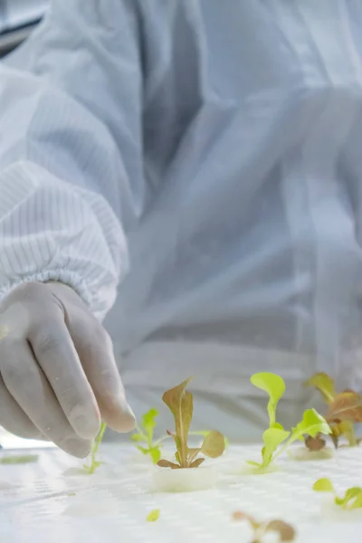 scientist in white clean suit with Hydroponic plant at laboratory