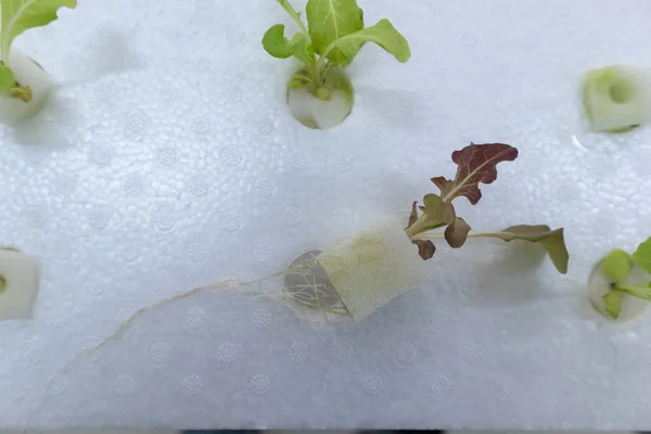 Forskare i vit ren kostym med hydrokron växt i laboratorium — Stockfoto