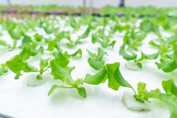 Green Oak Lettuce Hydroponic with LED light — Stock Photo, Image