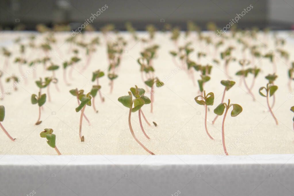 Sprout Green Oak Lettuce Hydroponic on foam board