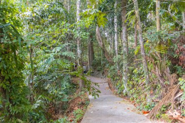 Thale Ban Ulusal Parkı 'ndaki nilüfer havuzu, Tayland' ın güneyindeki Satun eyaleti.