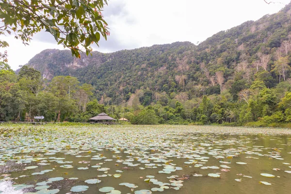 Lotusteich im Thale Ban Nationalpark, Provinz Satun im Süden Thailands — Stockfoto