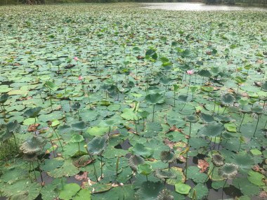 Thale Ban Ulusal Parkı 'ndaki nilüfer havuzu, Tayland' ın güneyindeki Satun eyaleti.
