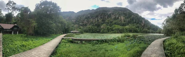 Ставок Лотоса Національному Парку Thale Ban Провінція Сатун Південь Від — стокове фото