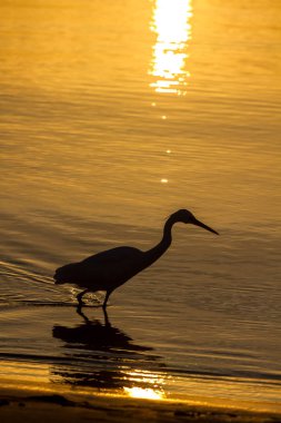 Heron üzerinde gündoğumu denize
