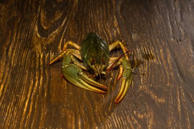 Ahşap bir gemide canlı kerevit