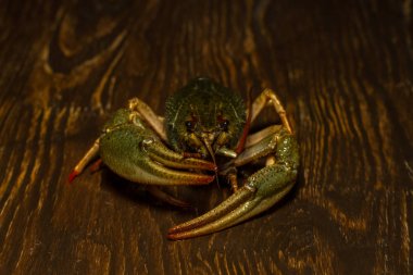 Ahşap bir gemide canlı kerevit