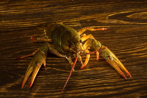 Hidup udang di papan kayu — Stok Foto