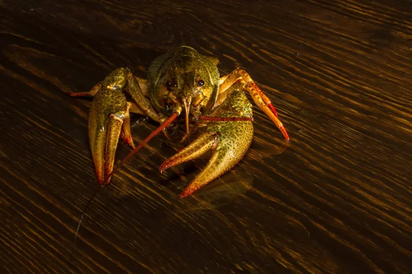 Live crawfish on a wooden board — Stock Photo, Image