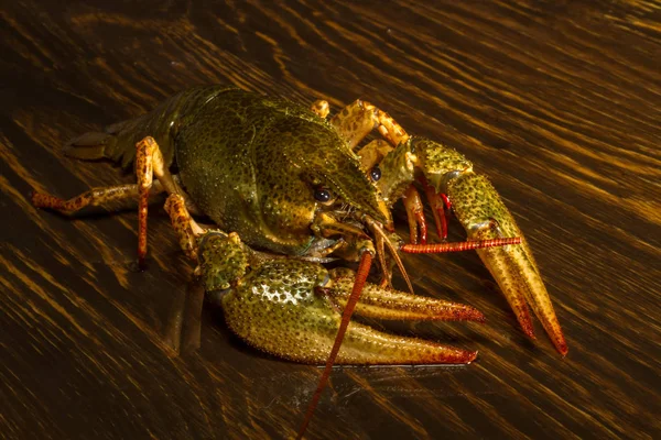 Hidup udang di papan kayu — Stok Foto