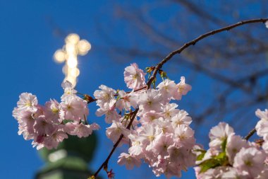Sakura çiçek sadece bir ağaç olan ba karşı bahar çiçek
