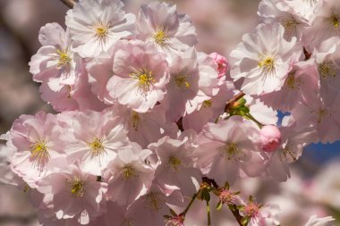 Sakura çiçek sadece bir ağaç bahar çiçek 