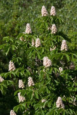 Kiev dekoratif kestane çiçeği güzel piramit çiçekli bahar. Kiev.