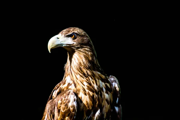 Edeladler, Foto auf schwarzem Hintergrund — Stockfoto