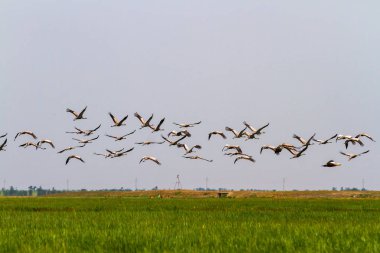 Büyük bir leylek sürüsü kadar uçar