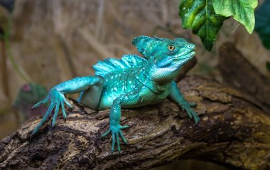 Basiliscus basiliscus yaprakları ile ahşap bir günlük oturur