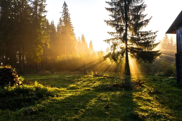 Stralen van het licht bij zonsopgang in een naaldhout bos — Stockfoto