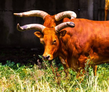 Texas'ın yakınında beslenme bozkır içinde