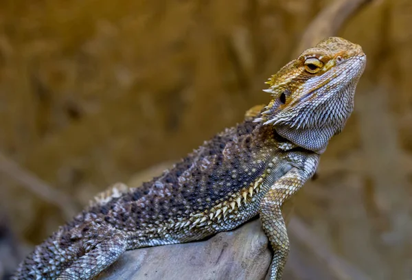 Bearded Agama climbs on wood.