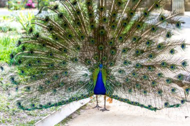 Tavuskuşu gevşek kuyruklu sıradan