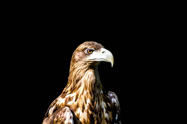 Noble eagle, photo on a black background — Stock Photo, Image